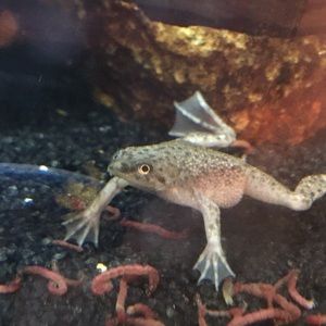 Meet your Posher, Pelham